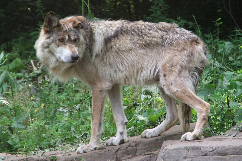 Gray Wolf Standing — Alert, Afternoon, Photograph, Rocks, Plants