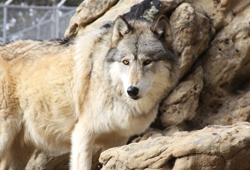 Gray Wolf Standing — Alert, Afternoon, Photograph, Rocks