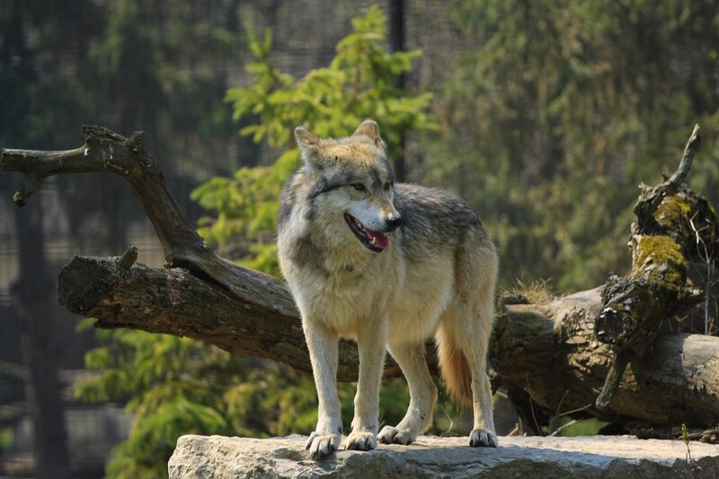 Gray Wolf Standing — Alert, Afternoon, Photograph