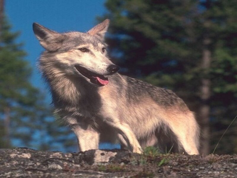 Gray Wolf Standing — Alert, Afternoon, Photograph, Trees