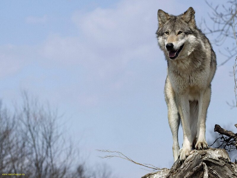 Gray Wolf Standing — Alert, Autumn