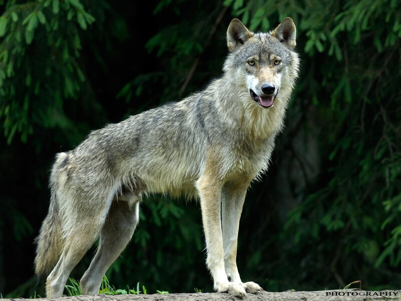 Gray Wolf Standing — Alert, Photograph, Forest
