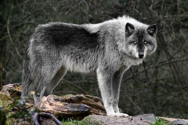 Gray Wolf Standing — Alert, Photograph, Rock