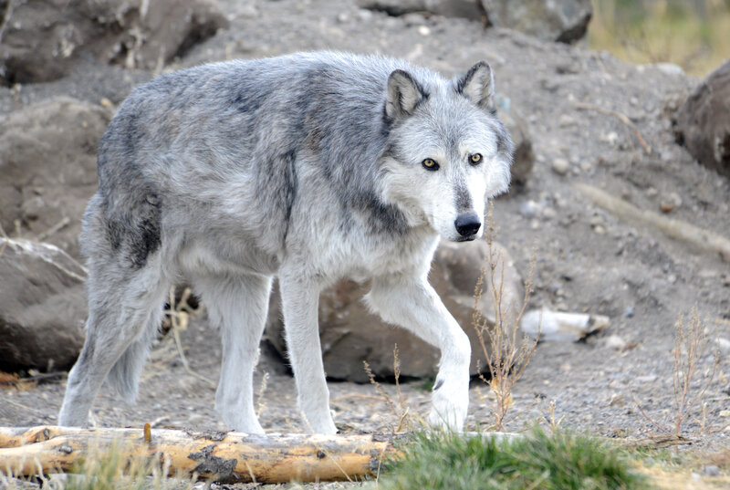 Gray Wolf Standing — Alert, Photograph, Rocks