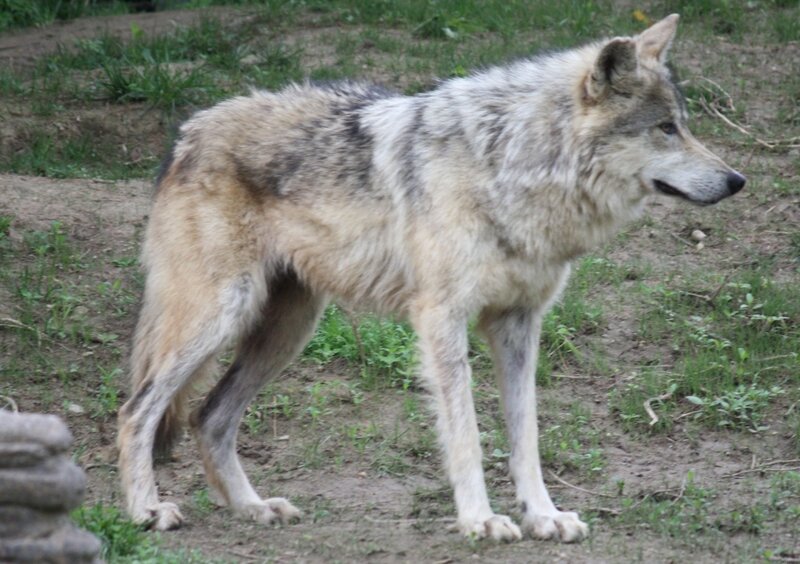 Gray Wolf Standing — Alert, Photograph