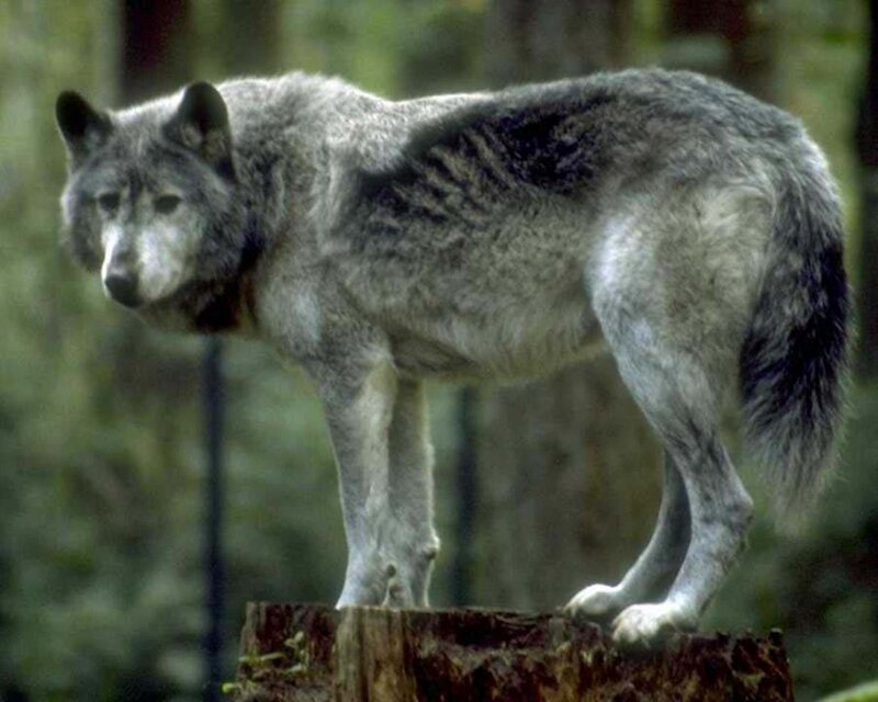 Gray Wolf Standing — Alert, Photograph, Tree Stump, Forest