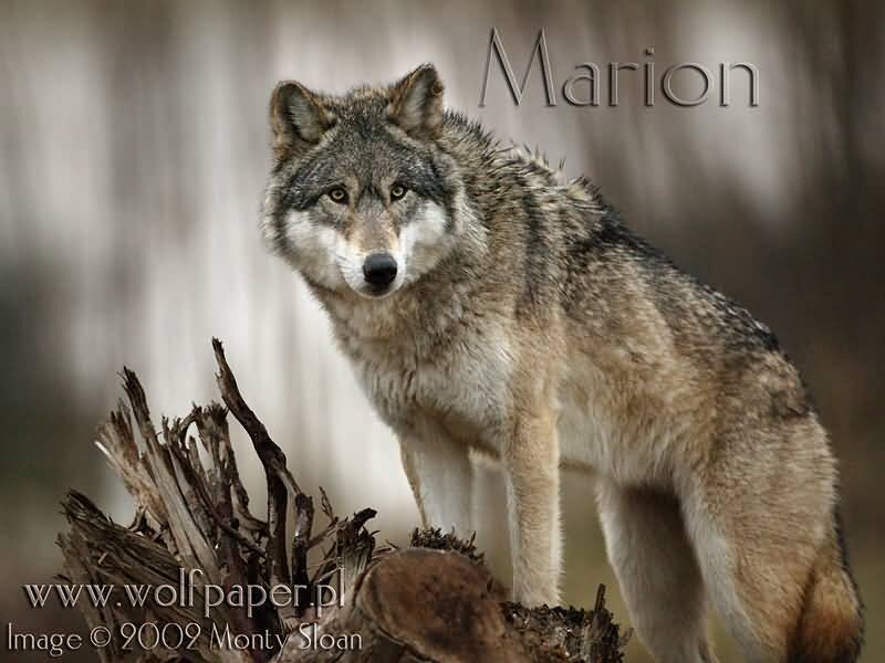 Gray Wolf Standing — Alert, Photograph, Tree Stump