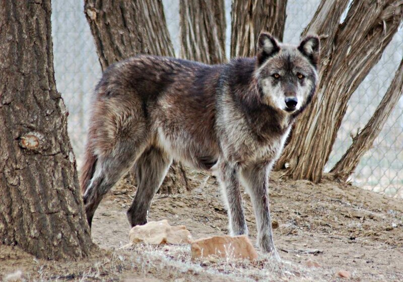 Gray Wolf Standing — Alert, Photograph, Tree