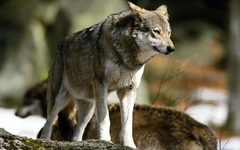 Gray Wolf Standing — Alert