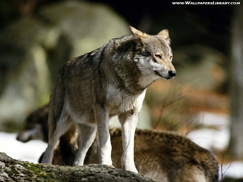 Gray Wolf Standing — Alert, Winter, Photograph, Rock