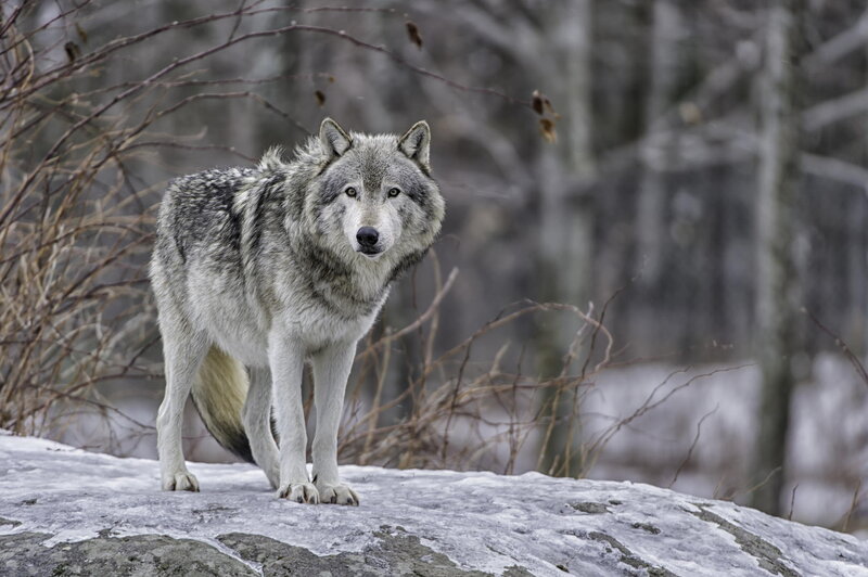 Gray Wolf Standing — Alert, Winter, Photograph, Rock, Trees