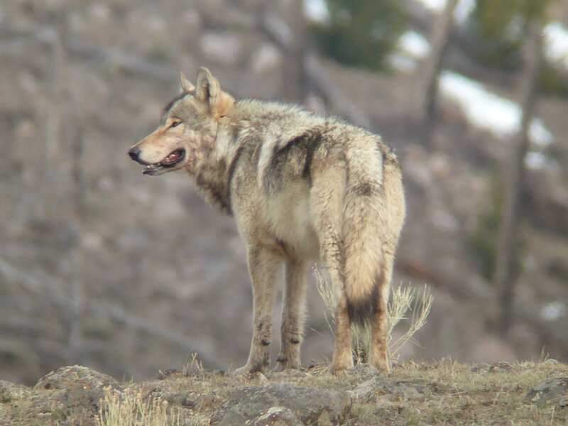 Gray Wolf Standing — Alert, Winter, Photograph, Rocky Ground