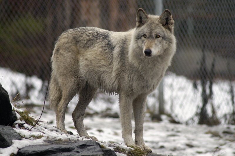 Gray Wolf Standing — Alert, Winter, Photograph, Snow, Fence