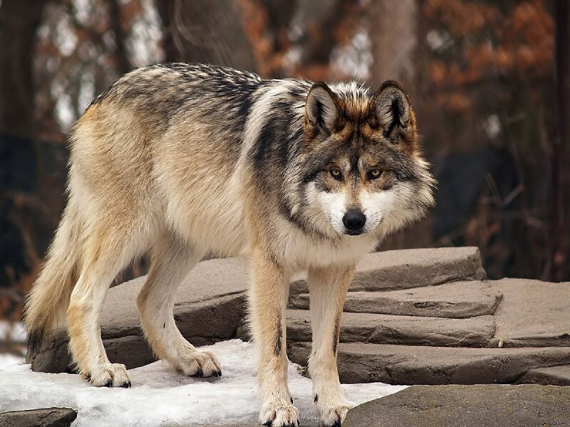 Gray Wolf Standing — Alert, Winter, Photograph, Snow