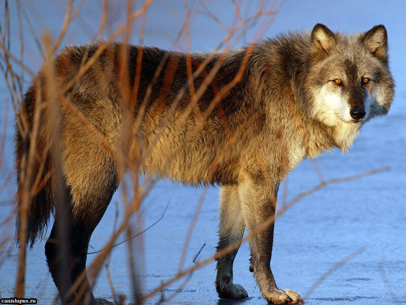 Gray Wolf Standing — Alert, Winter, Photograph