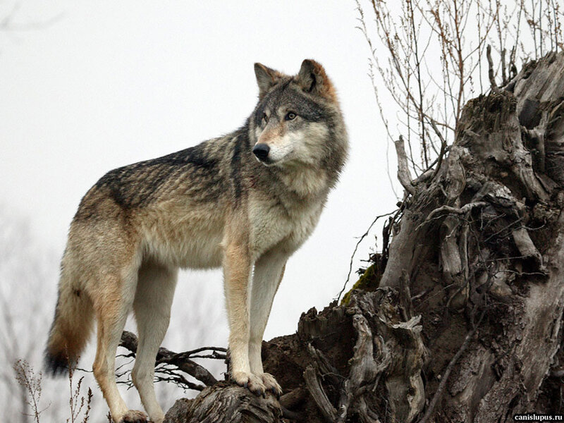 Gray Wolf Standing — Alert, Winter, Photograph, Tree Stump