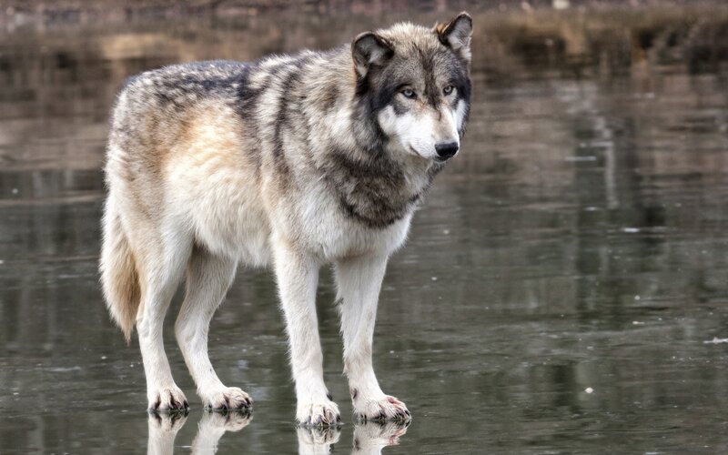 Gray Wolf Standing — Alert, Winter, Photograph, Water