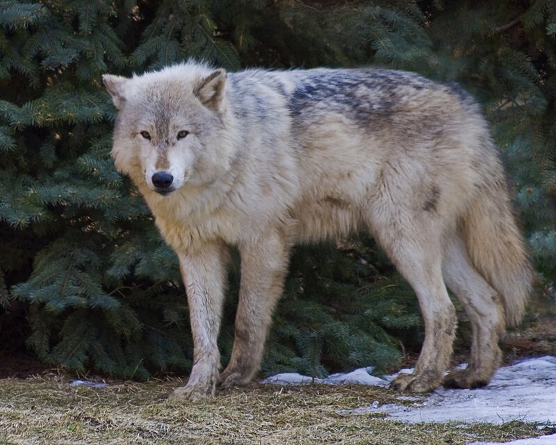 Gray Wolf Standing — Alert, Winter
