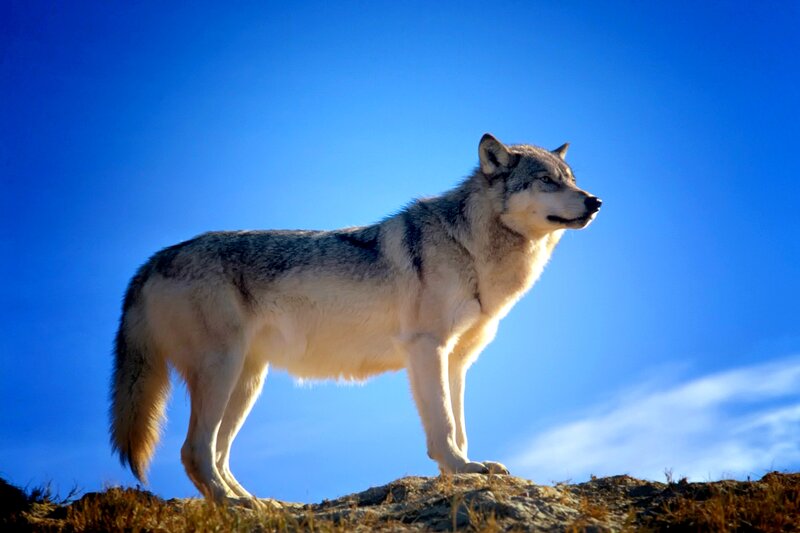 Gray Wolf Standing — Blue, Dramatic