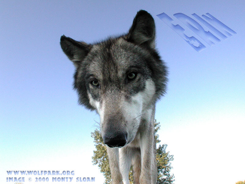 Gray Wolf Standing — Blue