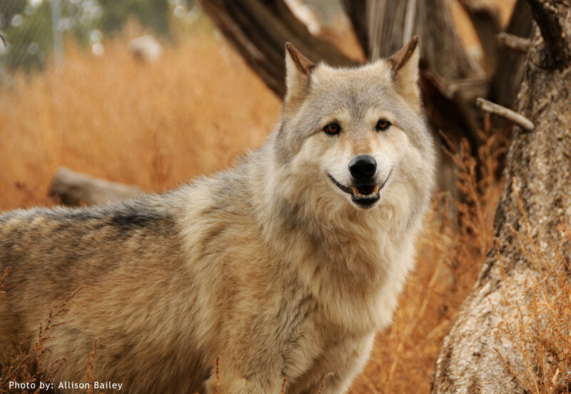 Gray Wolf Standing — Brown, Alert