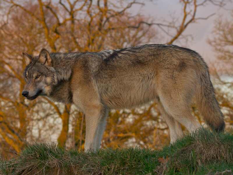 Gray Wolf Standing — Brown, Calm