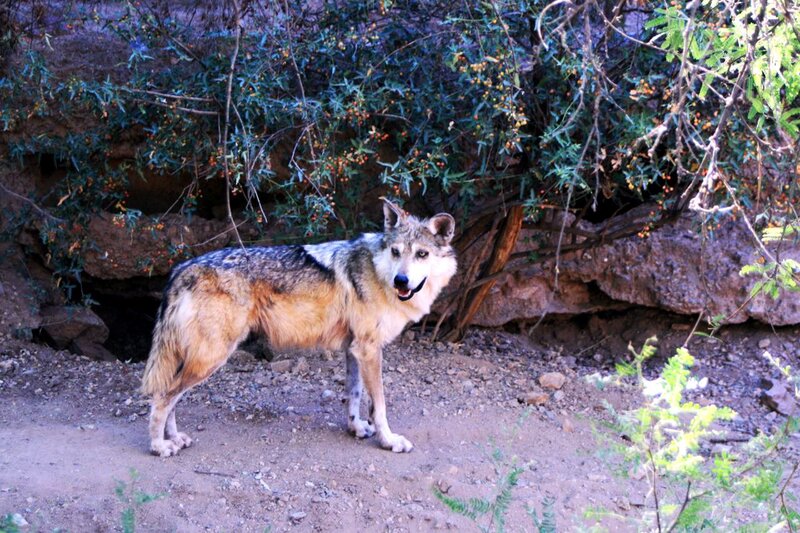 Gray Wolf Standing — Brown, Natural