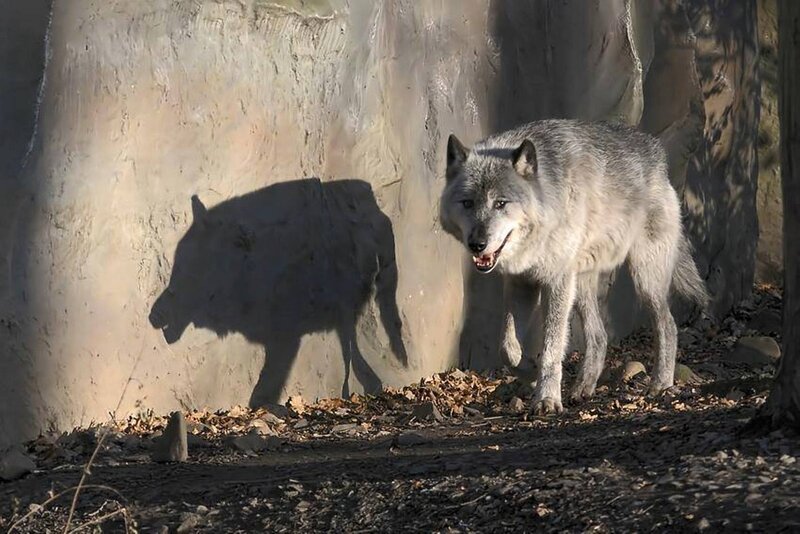 Gray Wolf Standing — Dramatic, Autumn