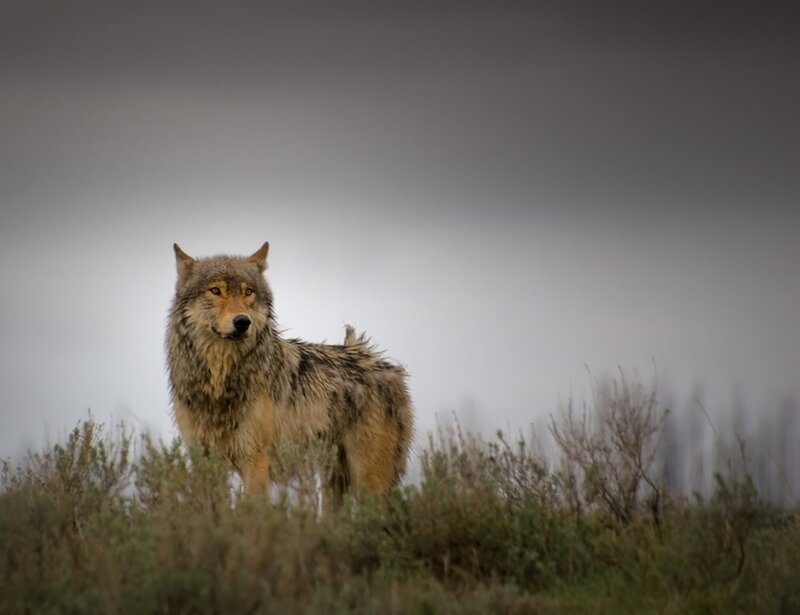 Gray Wolf Standing — Dramatic