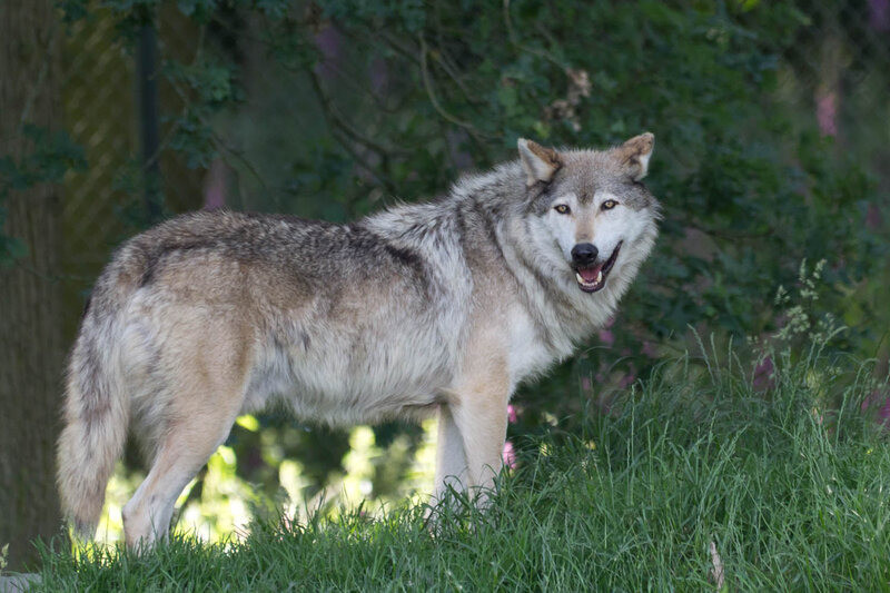 Gray Wolf Standing — Green, Alert, Afternoon, Photograph