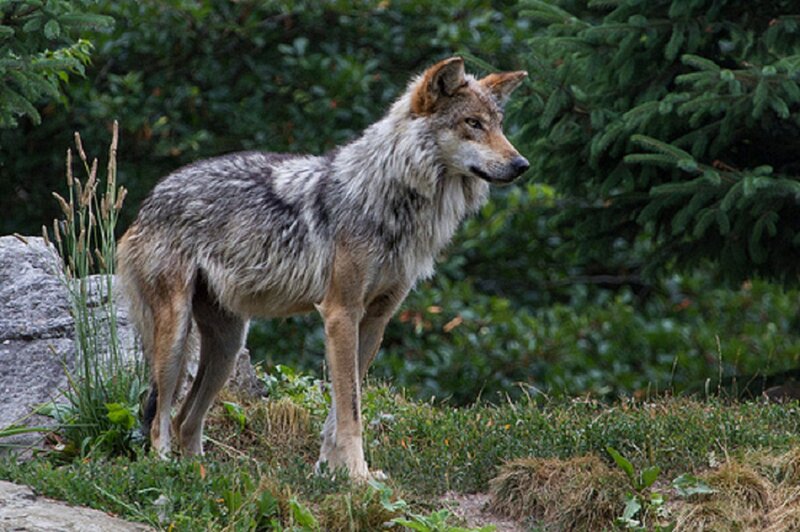 Gray Wolf Standing — Green, Alert, Afternoon