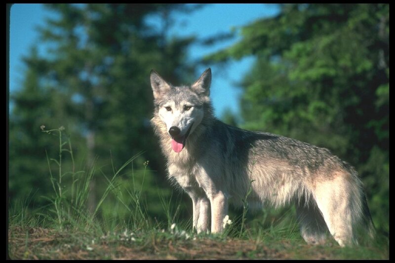 Gray Wolf Standing — Green, Calm, Afternoon