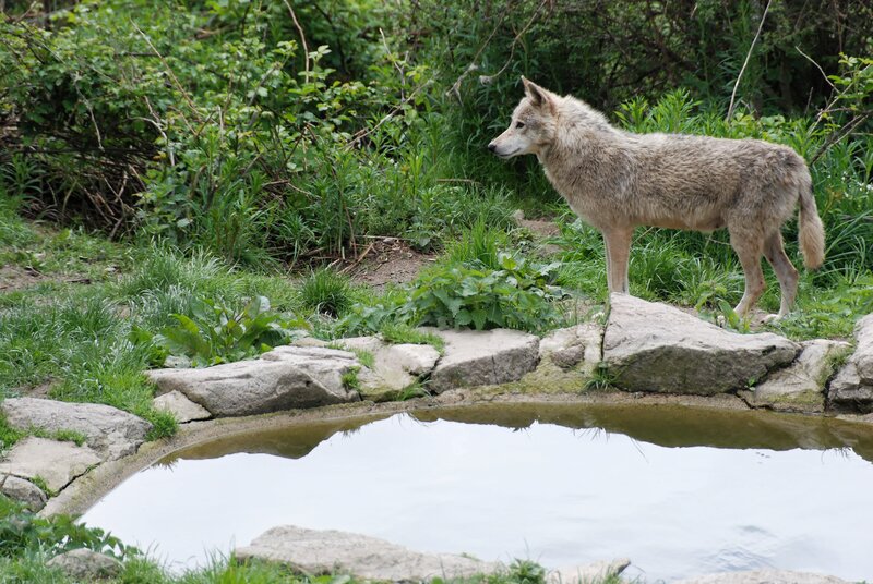 Gray Wolf Standing — Green, Calm