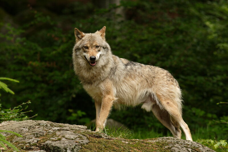Gray Wolf Standing — Green, Natural, Afternoon