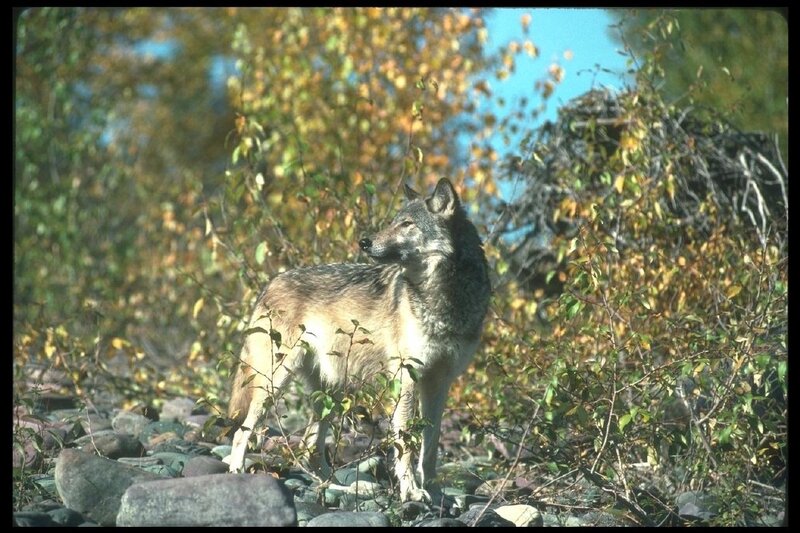 Gray Wolf Standing — Green, Natural