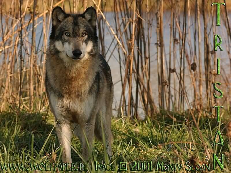 Gray Wolf Standing — Green