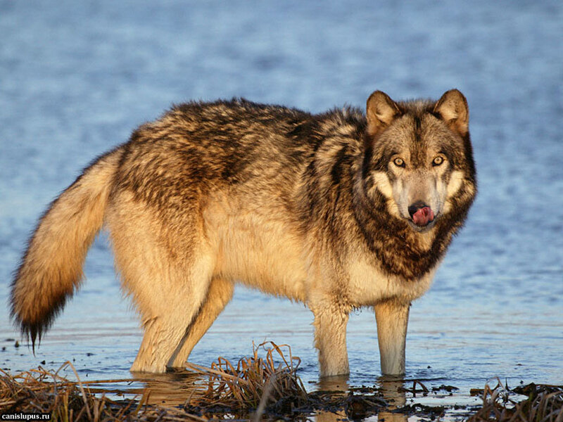 Gray Wolf Standing in Water
