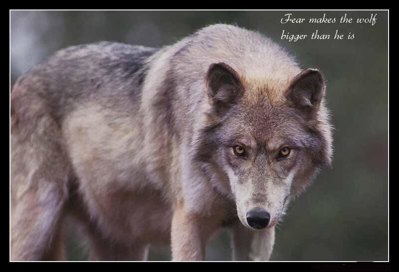 Gray Wolf Standing — Intense