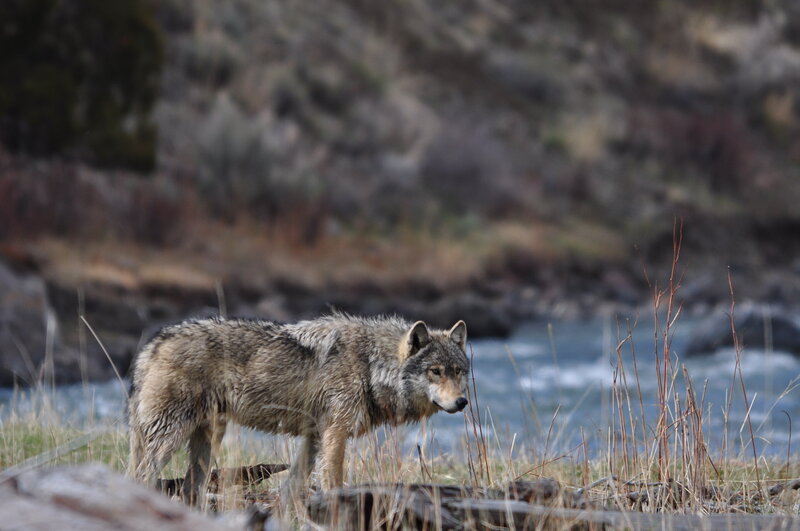Gray Wolf Standing — Natural, Afternoon, Photograph