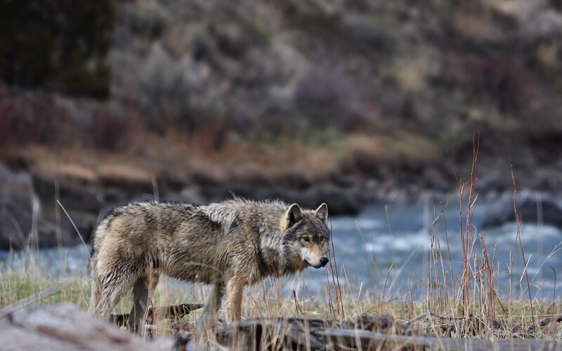 Gray Wolf Standing — Natural, Afternoon