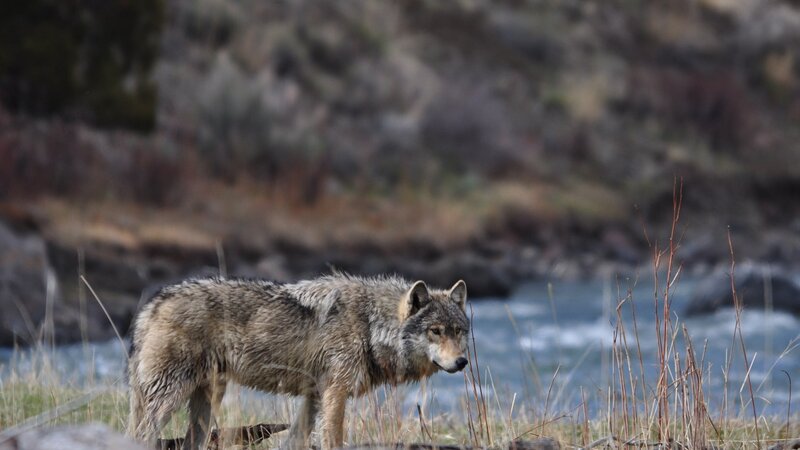 Gray Wolf Standing — Natural, Autumn, Photograph