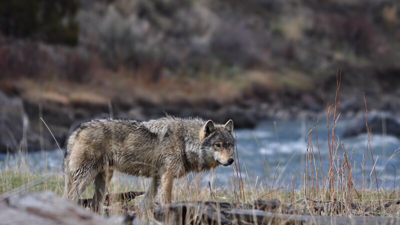Gray Wolf Standing — Natural, Autumn
