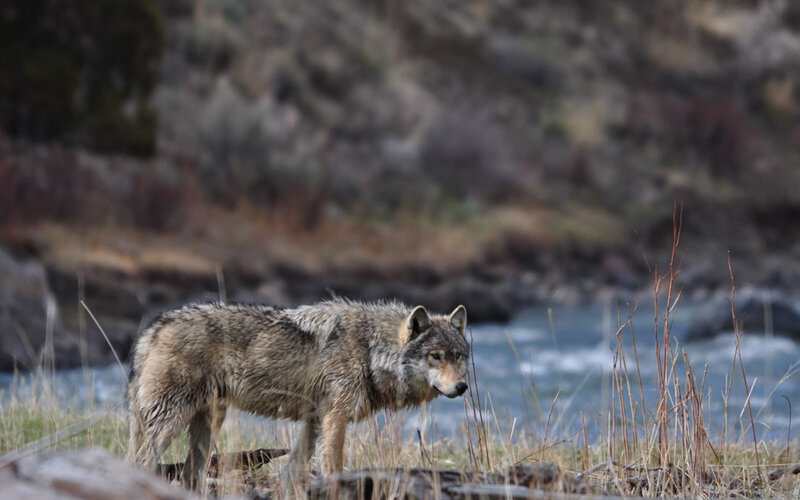 Gray Wolf Standing — Natural, Photograph