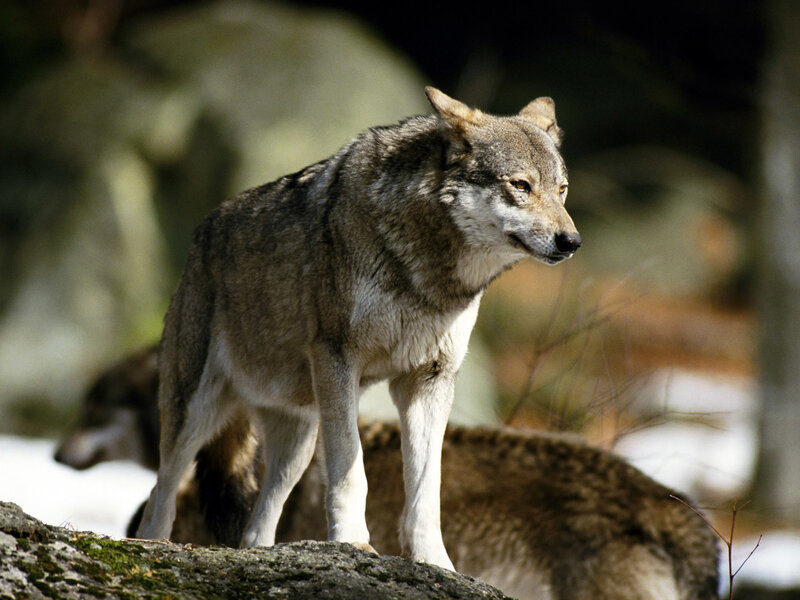 Gray Wolf Standing