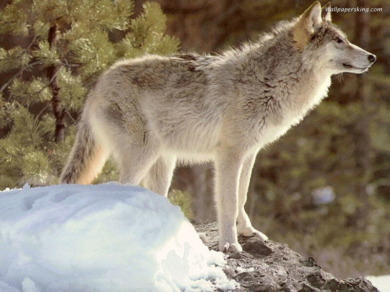 Gray Wolf Standing — White