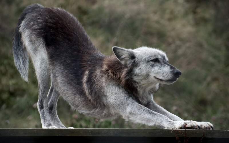 Gray Wolf Stretching — Calm, Afternoon