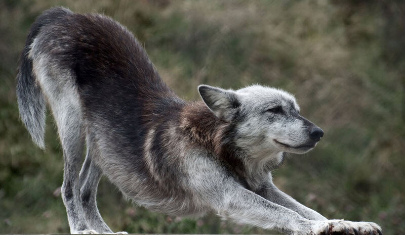 Gray Wolf Stretching — Calm