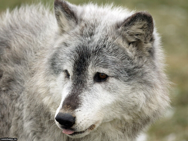 Gray Wolf