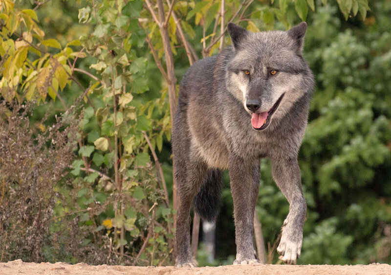 Gray Wolf Walking — Alert, Autumn
