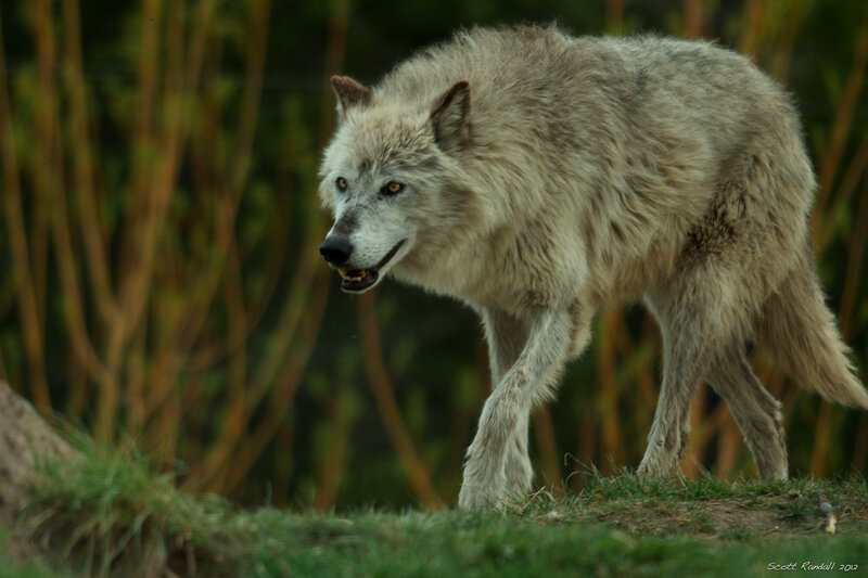 Gray Wolf Walking — Alert, Photograph, Grass
